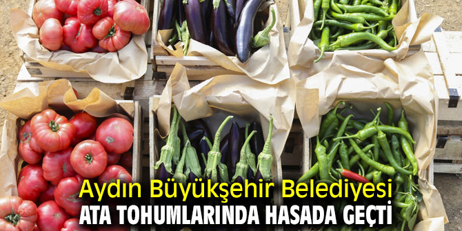 Aydın Büyükşehir Belediyesi ata tohumlarında hasada geçti