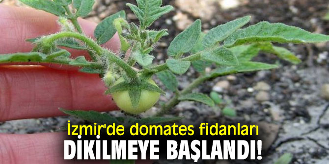 İzmir'de domates fidanları dikilmeye başlandı!