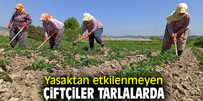 Yasaktan etkilenmeyen çiftçiler tarlalarda