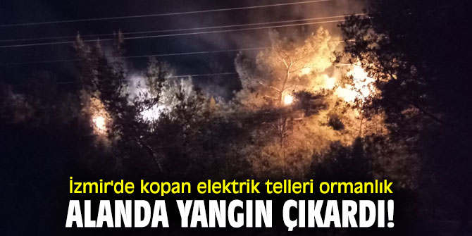 İzmir'de kopan elektrik telleri ormanlık alanda yangın çıkardı!