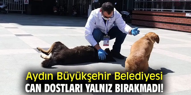 Aydın'da can dostlar yalnız değil!
