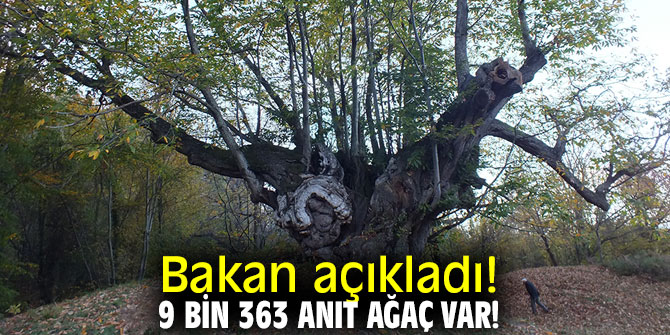 Bakan Kurum açıkladı! 9 bin 363 anıt ağaç var!