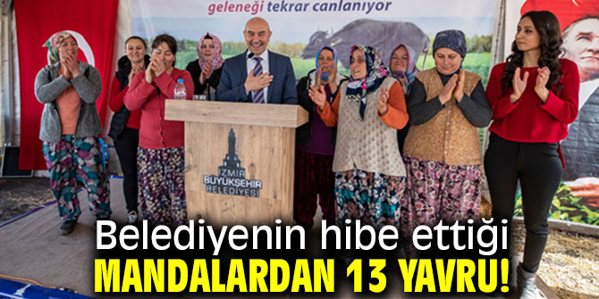 Belediyenin hibe ettiği mandalardan 13 yavru!