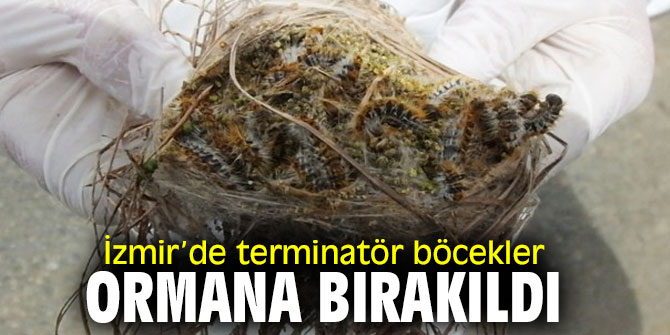 İzmir’de terminatör böcekler ormana bırakıldı