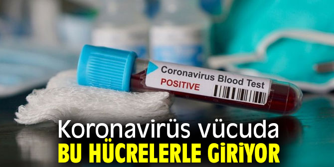 Koronavirüs vücuda nasıl giriyor?