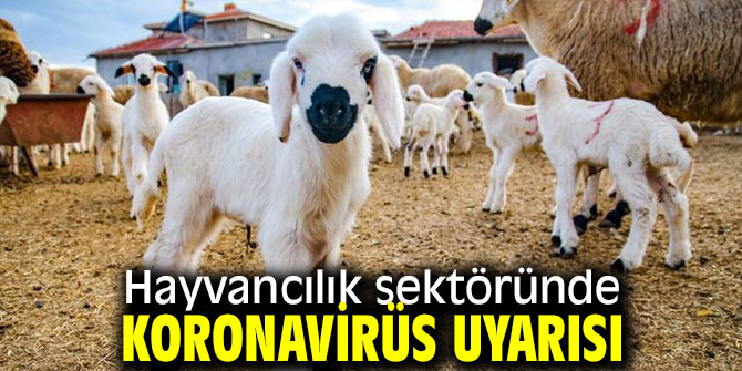 Koronavirüs hayvanlarda da varlığını gösterebilir