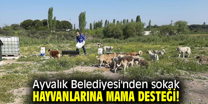 Ayvalık Belediyesi'nden sokak hayvanlarına mama desteği!