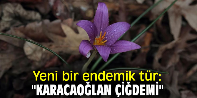 Yeni bir endemik çiğdem türü keşfedildi!