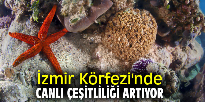 İzmir Körfezi'nde canlı çeşitliliği artıyor
