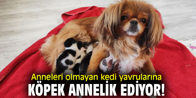 Anneleri olmayan kedi yavrularına köpek annelik ediyor!