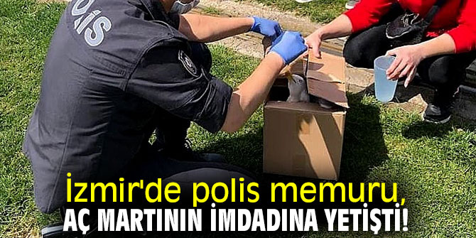 İzmir'de polis memuru, aç martının imdadına yetişti!