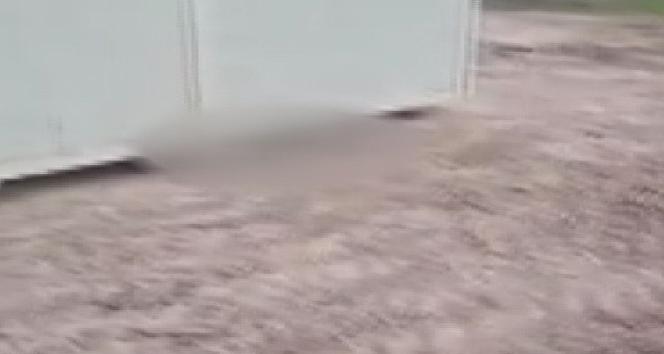 Çok sayıda ölü köpek yavrusu bulundu!