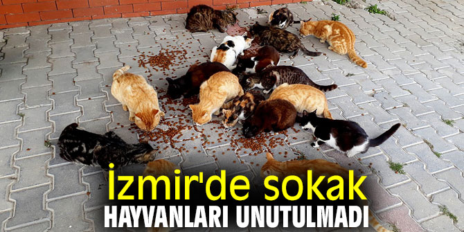 İzmir'de sokak hayvanları unutulmadı