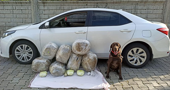 Uyuşturucu operasyonunda 62 kilo toz esrar ele geçirildi!