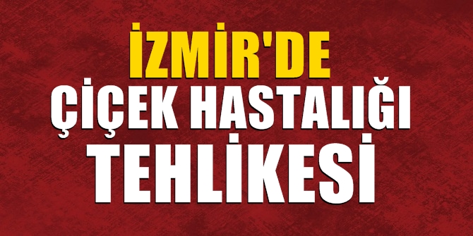 İzmir'de onlarca büyükbaş hayvan toprağa gömüldü!