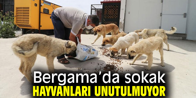 Bergama’da sokak hayvanları unutulmuyor