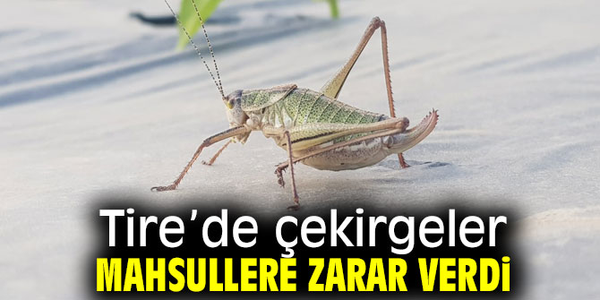 İzmir Tire’de çekirgeler mahsullere zarar verdi