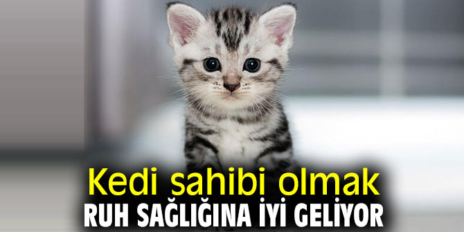 Uzmanı açıkladı! Kedi, ruh sağlığına iyi geliyor!