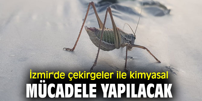 İzmir'de çekirgelerle kimyasal mücadele yapılacak