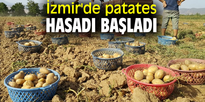 İzmir'de patates hasadı başladı