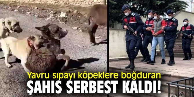 Yavru sıpayı köpeklere boğduran şahıs serbest kaldı!