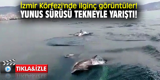 İzmir Körfezi'nde ilginç görüntüler! Yunus sürüsü tekneyle yarıştı!