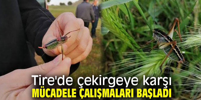 Tire'de çekirgeye karşı mücadele çalışmaları başladı