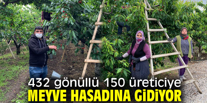İzmir'de 432 gönüllü 150 üreticiye meyve hasadına gidiyor