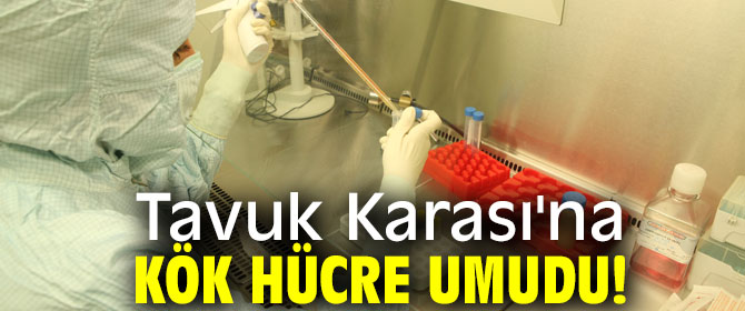 Tavuk Karası'na kök hücre umudu!