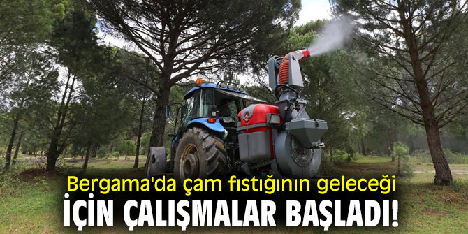 Bergama'da çam fıstığının geleceği için çalışmalar başladı!