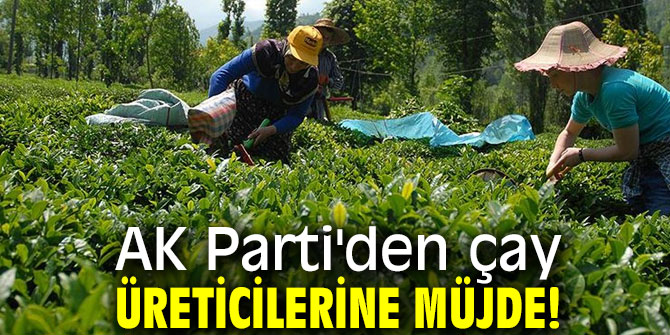 Çay üreticilerine müjde AK Parti'den geldi!