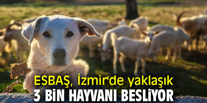 ESBAŞ, İzmir'de yaklaşık 3 Bin hayvanı besliyor