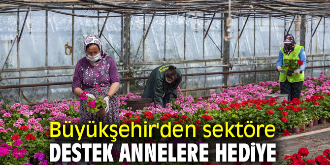 Sardunyalar anneler için hazırlanıyor!