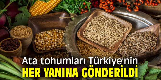 Ata tohumları Türkiye'nin her yanına gönderildi