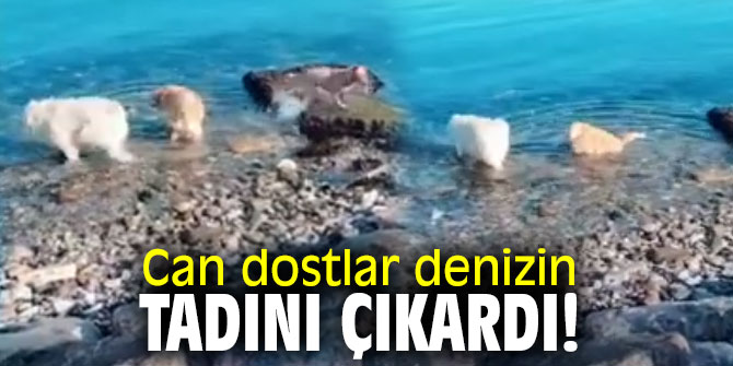 Can dostlar denizin tadını çıkardı!