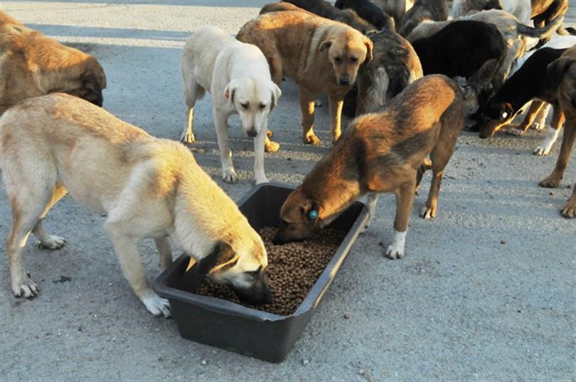 Demokrat Gençlik, sokak hayvanlarını unutmadı