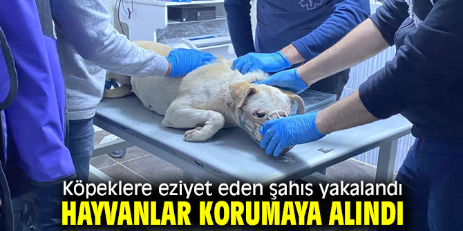 O cani yakalandı, hayvanlar korumaya alındı!