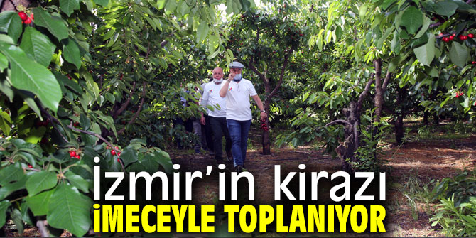 Kemalpaşa’da 250 gönüllüyle kiraz hasadını başladı!