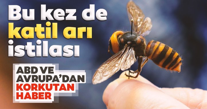 Bu kez de katil arı istilası…