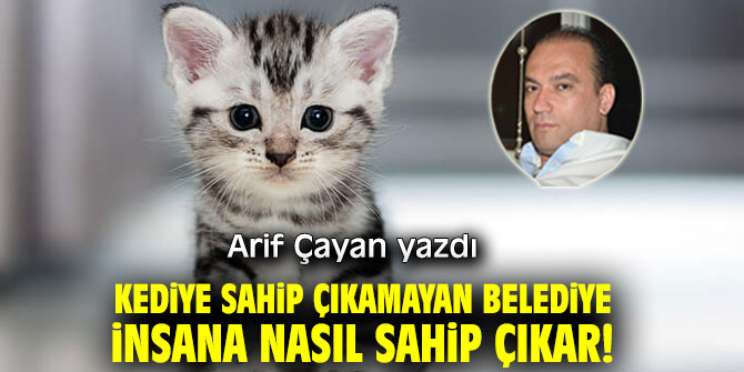 Kediye Sahip Çıkamayan Belediye İnsana Nasıl Sahip Çıkar!