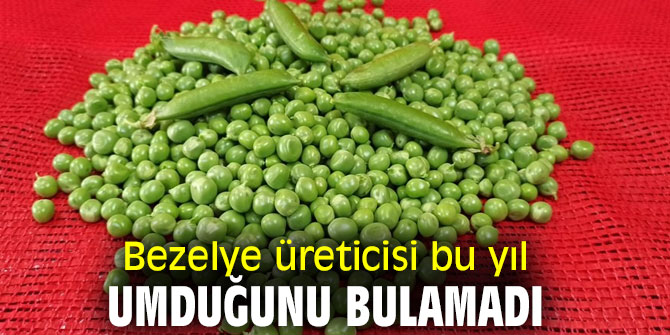 Bezelye üreticisi bu yıl umduğunu bulamadı