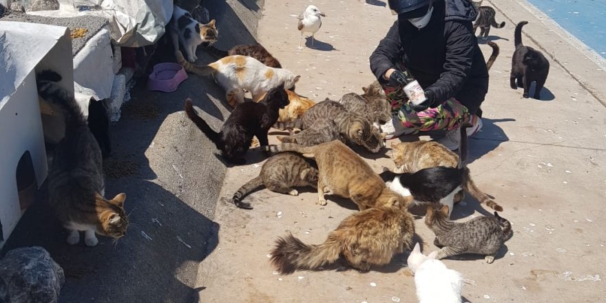 Yaşam Hakkına Saygı Derneği, sokak hayvanlarının yanında!