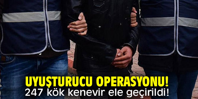 Uyuşturucu operasyonu! 247 kök kenevir ele geçirildi!