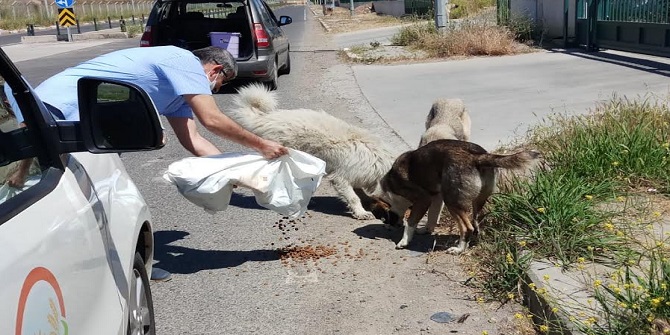 Sokak Hayvanları İzmir İl Tarım ve Orman Müdürlüğü’ne Emanet