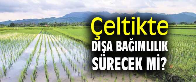 Çeltikte dışa bağımlılık sürecek mi?