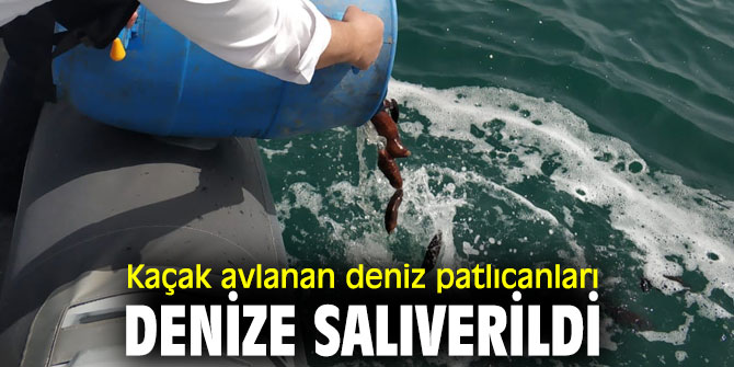 İzmir'de Kaçak avlanan deniz patlıcanları denize salıverildi