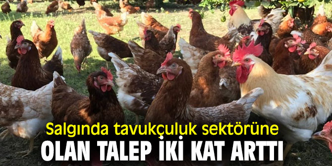 Korona virüs Salgınında sürecinde tavukçuluk sektörüne olan talep iki kat arttı