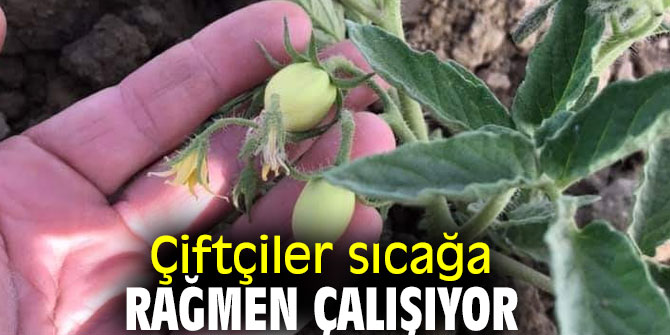 Çiftçiler sıcağa rağmen çalışıyor