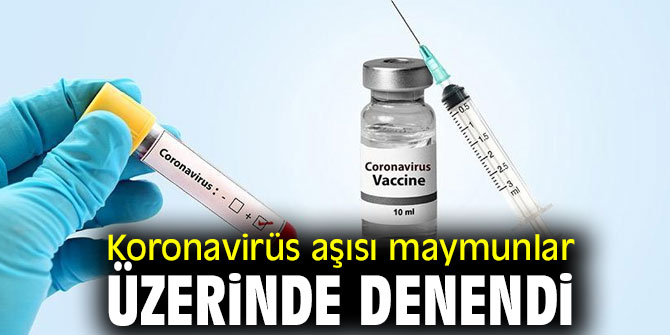 Koronavirüs aşısı maymunlar üzerinde denendi