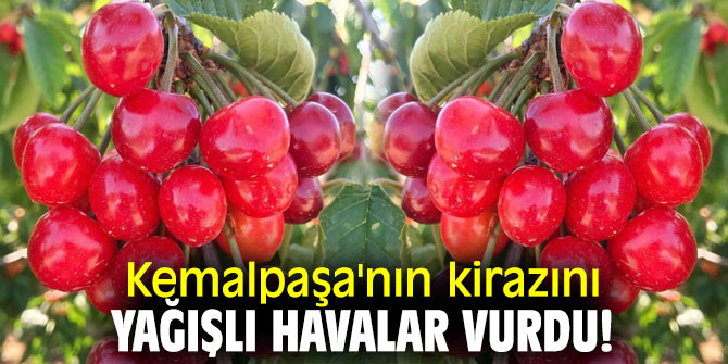 Kemalpaşa'nın kirazını yağışlı havalar vurdu!